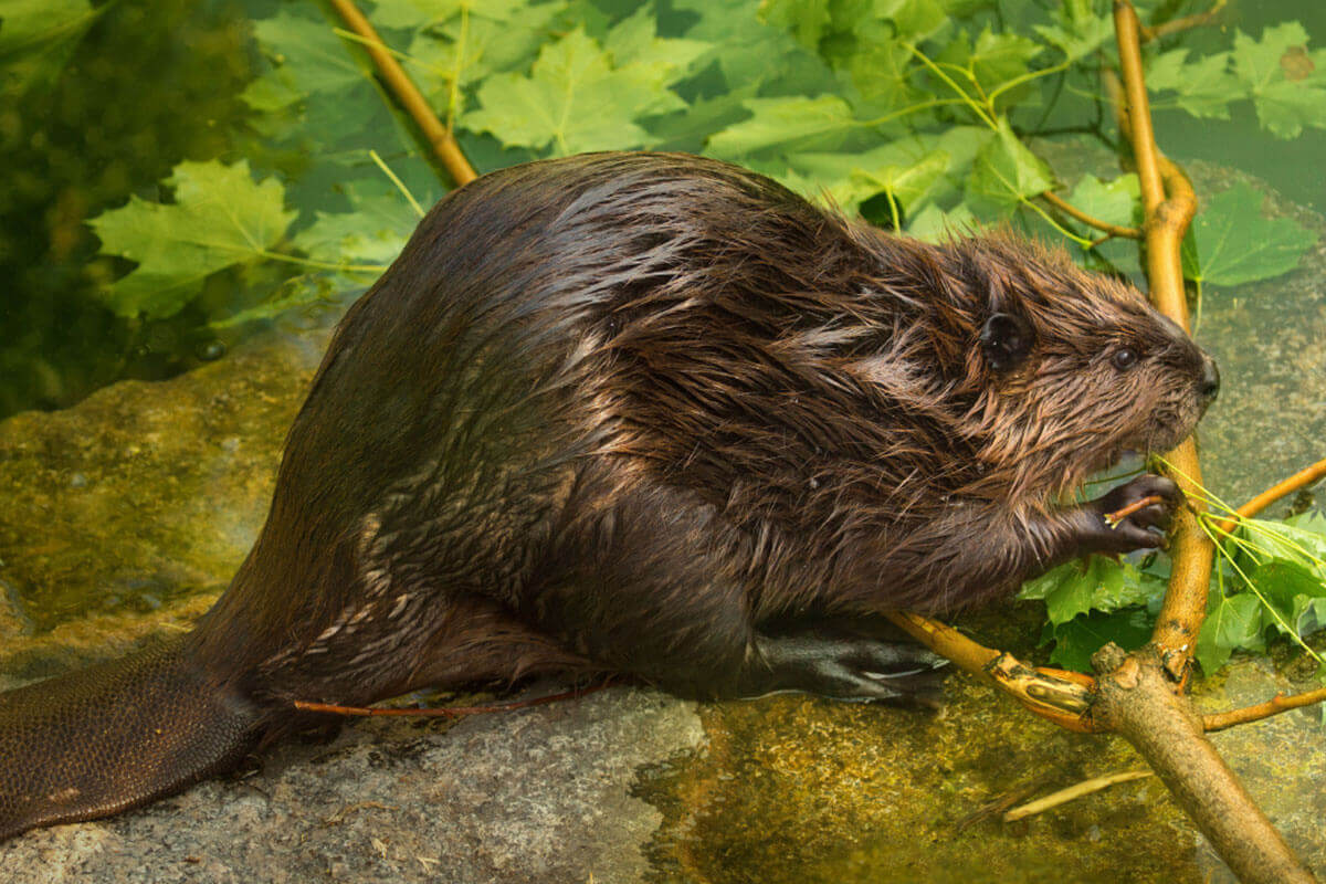 A semi-submerged beaver
