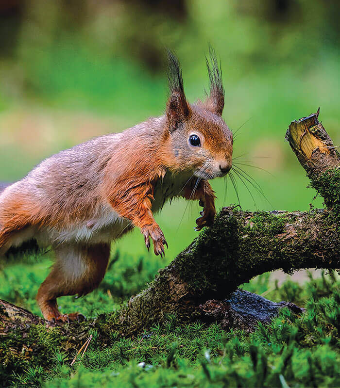 A red squirrel jumping from a branch