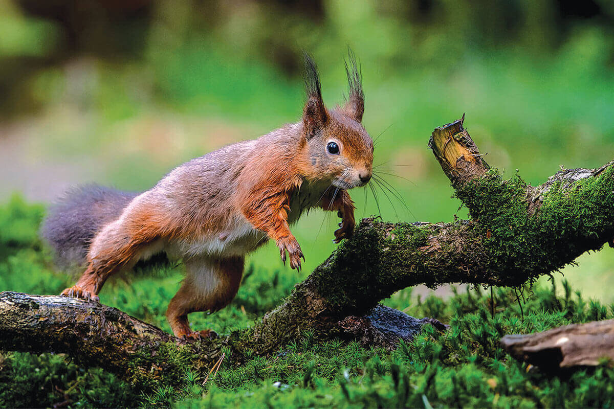 A red squirrel jumping from a branch