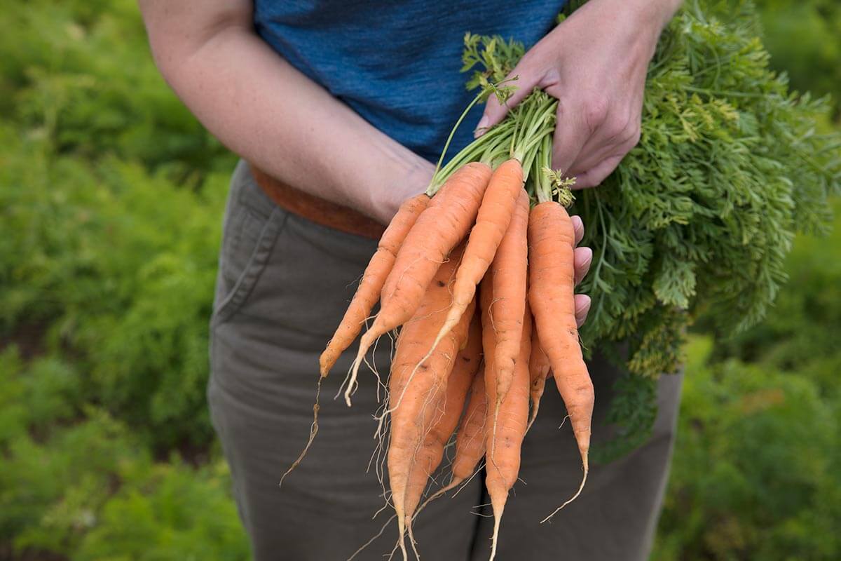 Carrots