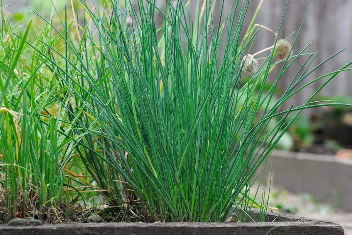 Chives