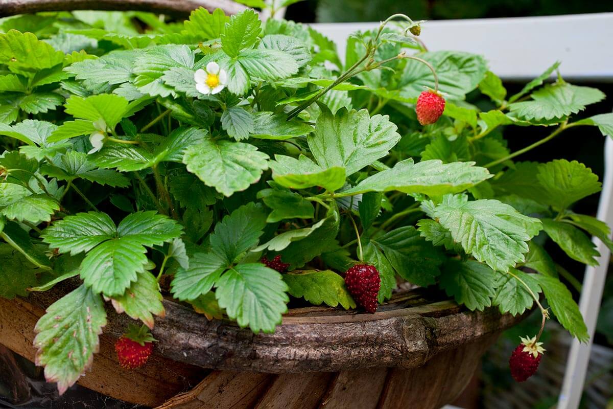 Alpine strawberries