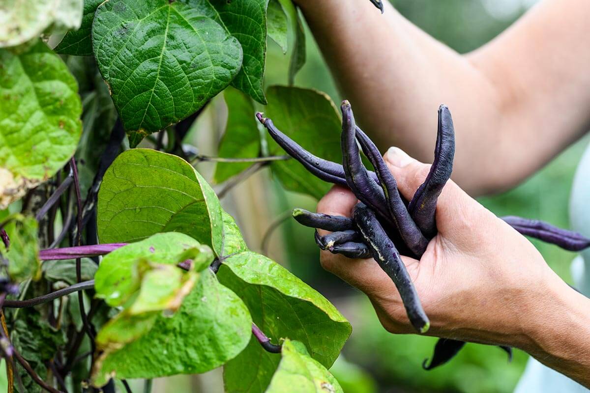Climbing French beans