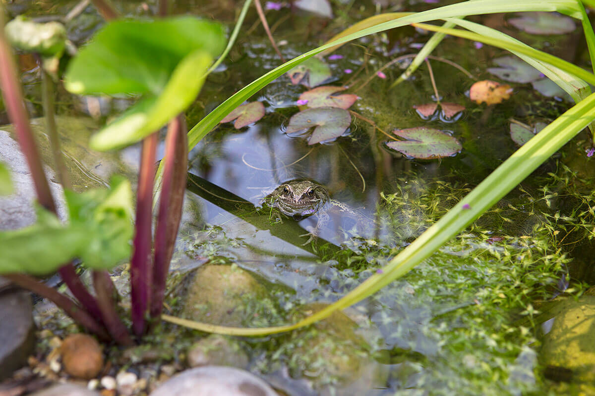 A frog looking up from a pond