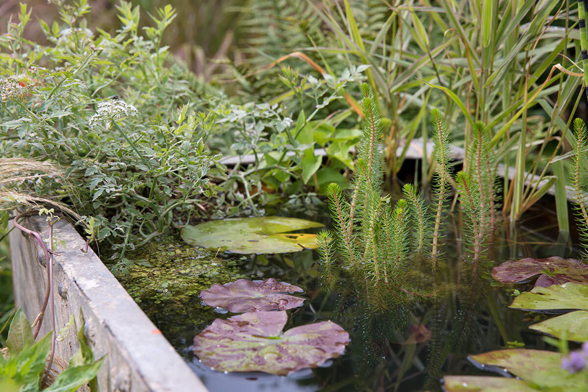 Oxygenating plants in and around a rectangular container pond