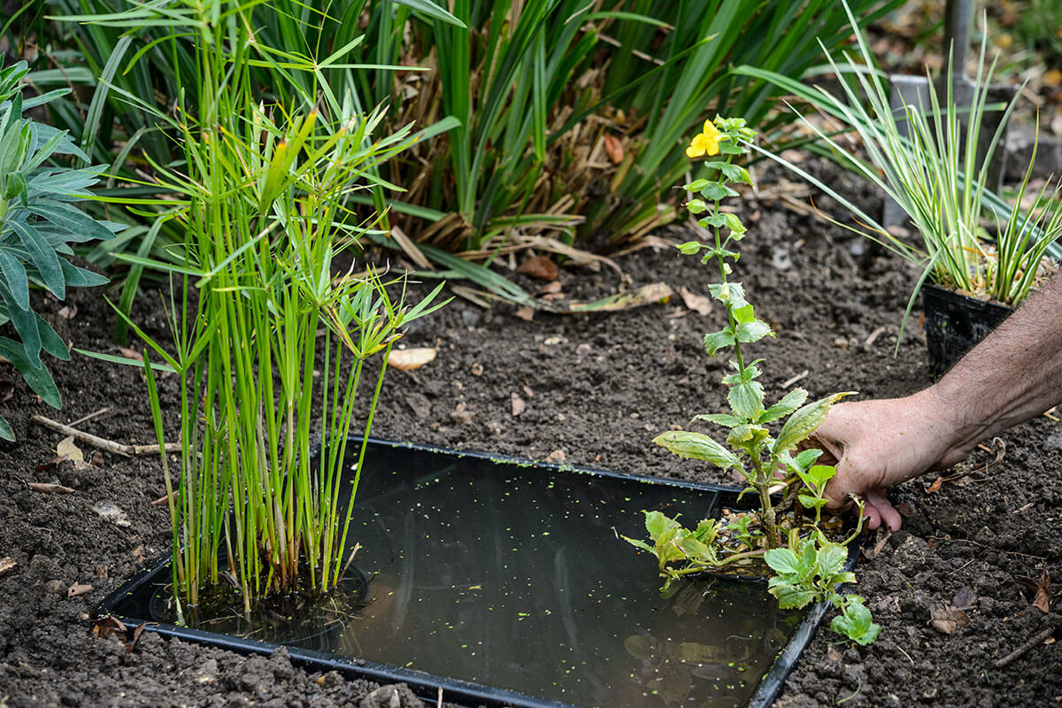 A small, pre-formed pond liner with aquatic plants