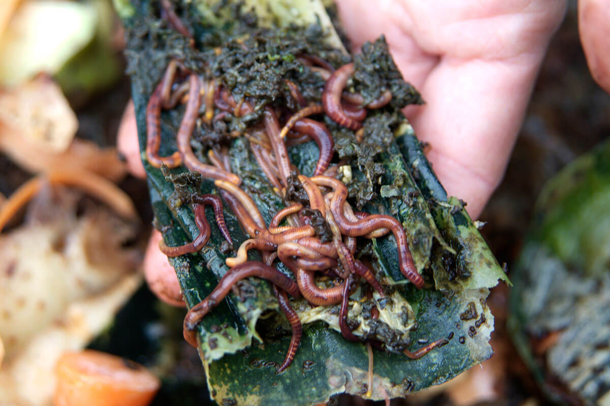 Detritivores crawling on a leaf