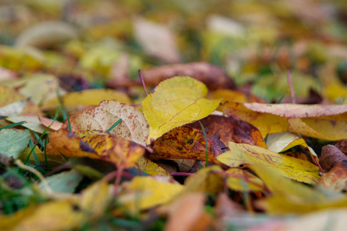 A pile of fallen autumn leaves resting on the ground