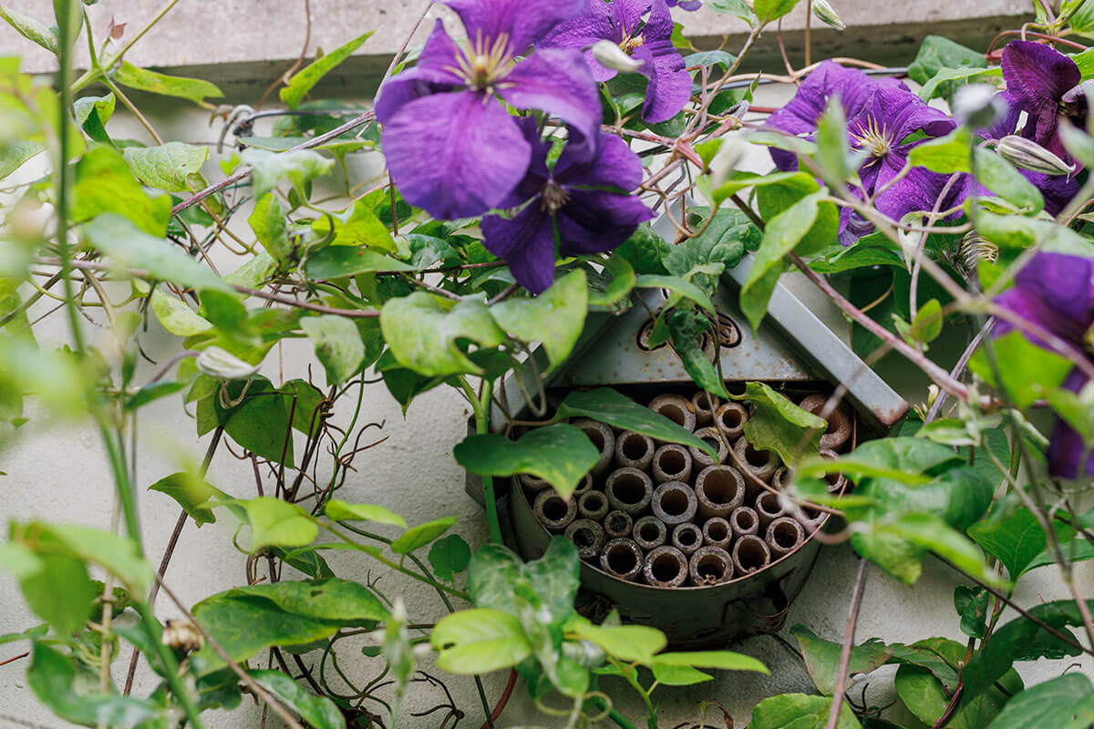 A bee hotel nestled among purple Clematis flowers
