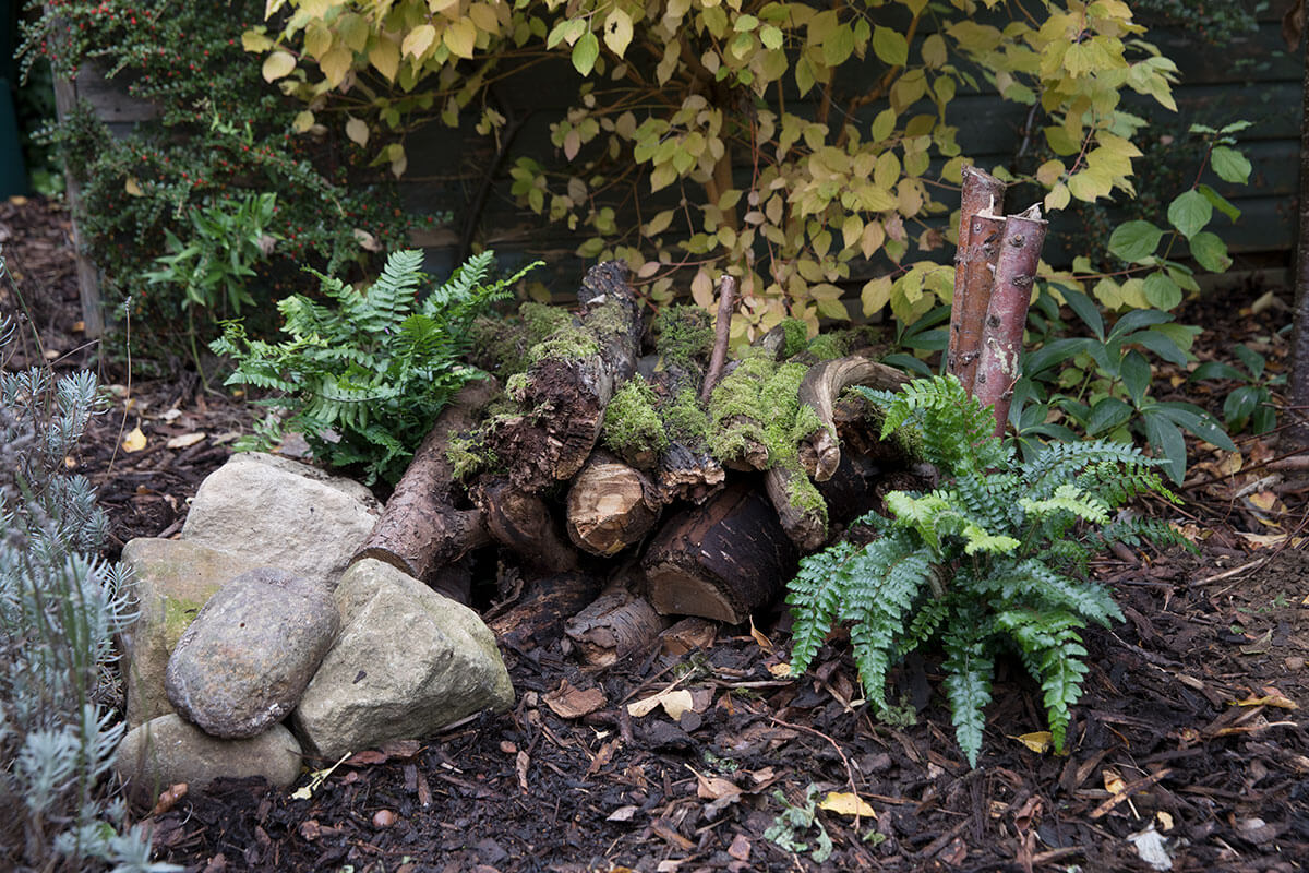 A stack of logs covered in green moss, surrounded by ferns