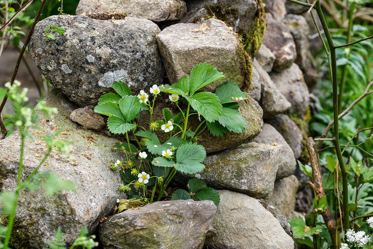 A pile of rocks with a wild strawberry plant growing between the cracks