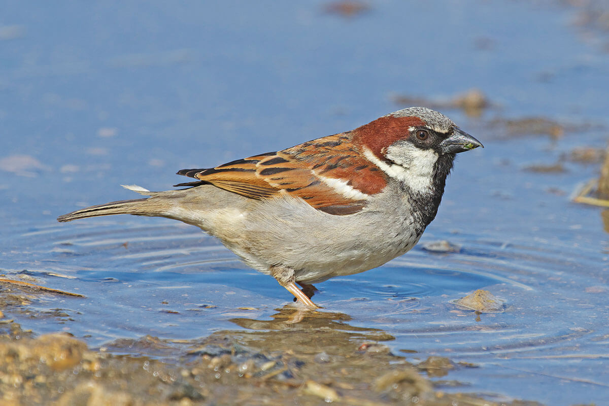 A male house sparrow standing on wet, sandy soil